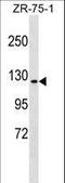 Endoplasmic Reticulum To Nucleus Signaling 1 antibody, LS-C159565, Lifespan Biosciences, Western Blot image 