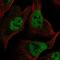 Replication Factor C Subunit 1 antibody, HPA069306, Atlas Antibodies, Immunocytochemistry image 