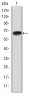 PPARG Coactivator 1 Alpha antibody, GTX60496, GeneTex, Western Blot image 