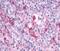 Apelin Receptor antibody, GTX70931, GeneTex, Immunohistochemistry paraffin image 