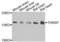 Thyroid Hormone Responsive antibody, LS-C346296, Lifespan Biosciences, Western Blot image 