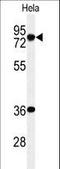 Integrator Complex Subunit 10 antibody, LS-C165255, Lifespan Biosciences, Western Blot image 