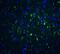 FOXP3 antibody, A00011, Boster Biological Technology, Immunofluorescence image 