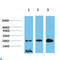 Chromobox 3 antibody, LS-C813213, Lifespan Biosciences, Western Blot image 