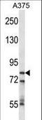 Cleavage And Polyadenylation Specific Factor 3 antibody, LS-C167003, Lifespan Biosciences, Western Blot image 