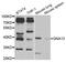 G Protein Subunit Alpha 13 antibody, A04160, Boster Biological Technology, Western Blot image 