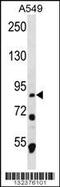 Mdm1 Nuclear Protein antibody, 56-361, ProSci, Western Blot image 