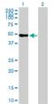 WD Repeat Domain 41 antibody, H00055255-B01P, Novus Biologicals, Western Blot image 