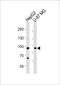 Upregulator Of Cell Proliferation antibody, PA5-49670, Invitrogen Antibodies, Western Blot image 