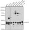 Regulation Of Nuclear Pre-MRNA Domain Containing 1B antibody, 13-430, ProSci, Western Blot image 