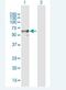 Ectonucleoside Triphosphate Diphosphohydrolase 2 antibody, H00000954-B01P-50ug, Novus Biologicals, Western Blot image 