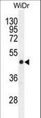 Gasdermin C antibody, LS-C166694, Lifespan Biosciences, Western Blot image 