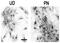 Nucleobindin 2 antibody, GTX00739, GeneTex, Immunofluorescence image 