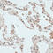 Zinc Finger Protein 177 antibody, 15-736, ProSci, Immunofluorescence image 