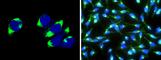 Golgi Membrane Protein 1 antibody, 13066-R015, Sino Biological, Immunofluorescence image 