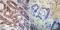 FKBP Prolyl Isomerase 1A antibody, PA1-026A, Invitrogen Antibodies, Immunohistochemistry paraffin image 