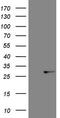 ATP Binding Cassette Subfamily C Member 5 antibody, LS-C794355, Lifespan Biosciences, Western Blot image 