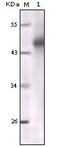 BRMS1 Transcriptional Repressor And Anoikis Regulator antibody, orb10210, Biorbyt, Western Blot image 