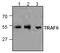 TNF Receptor Associated Factor 6 antibody, AP26352PU-N, Origene, Western Blot image 