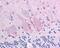 Matrix Metallopeptidase 27 antibody, 49-682, ProSci, Immunohistochemistry frozen image 