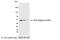 AU5 epitope tag antibody, A190-127A, Bethyl Labs, Western Blot image 