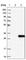 N-Ribosyldihydronicotinamide:Quinone Reductase 2 antibody, HPA021283, Atlas Antibodies, Western Blot image 