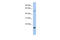 TEA Domain Transcription Factor 2 antibody, ARP30041_P050, Aviva Systems Biology, Western Blot image 