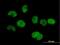 TRNA Splicing Endonuclease Subunit 34 antibody, H00079042-B01P, Novus Biologicals, Immunofluorescence image 