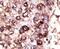 Sirtuin 7 antibody, PA5-13226, Invitrogen Antibodies, Immunohistochemistry paraffin image 