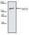 iNOS antibody, ADI-KAS-NO001-F, Enzo Life Sciences, Western Blot image 