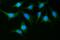 GIT ArfGAP 1 antibody, A02140-3, Boster Biological Technology, Immunofluorescence image 