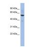 Zinc Finger Family Member 783 antibody, NBP1-79346, Novus Biologicals, Western Blot image 