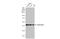 Beta-Actin antibody, GTX109639, GeneTex, Western Blot image 