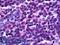 Transcription Factor EB antibody, LS-B5907, Lifespan Biosciences, Immunohistochemistry paraffin image 