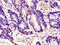 Torsin Family 1 Member A antibody, orb46167, Biorbyt, Immunohistochemistry paraffin image 