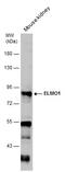 Engulfment And Cell Motility 1 antibody, GTX113600, GeneTex, Western Blot image 