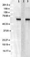 Heat Shock Protein Family A (Hsp70) Member 8 antibody, orb67343, Biorbyt, Western Blot image 