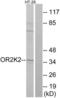 Olfactory Receptor Family 2 Subfamily K Member 2 antibody, LS-C120848, Lifespan Biosciences, Western Blot image 