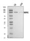 Mitogen-Activated Protein Kinase Kinase Kinase Kinase 1 antibody, A07909-3, Boster Biological Technology, Western Blot image 