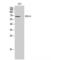 Regulator Of G Protein Signaling 14 antibody, LS-C385842, Lifespan Biosciences, Western Blot image 