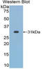Histone Deacetylase 6 antibody, LS-C294530, Lifespan Biosciences, Western Blot image 