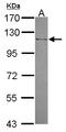 Mannosidase Alpha Class 2B Member 2 antibody, LS-C155636, Lifespan Biosciences, Western Blot image 