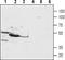 PTH1R antibody, TA329009, Origene, Western Blot image 