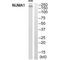 Nuclear Mitotic Apparatus Protein 1 antibody, A02018, Boster Biological Technology, Western Blot image 