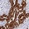 Cathepsin E antibody, NBP2-33868, Novus Biologicals, Immunohistochemistry frozen image 