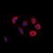 Fas Associated Factor 1 antibody, orb74782, Biorbyt, Immunofluorescence image 