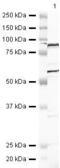 YY1 Transcription Factor antibody, PA5-19730, Invitrogen Antibodies, Western Blot image 