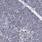 Tau Tubulin Kinase 1 antibody, HPA031736, Atlas Antibodies, Immunohistochemistry frozen image 