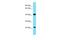 Chromosome 4 Open Reading Frame 51 antibody, A19738, Boster Biological Technology, Western Blot image 