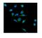 Cytochrome B-245 Beta Chain antibody, A00328-3, Boster Biological Technology, Immunofluorescence image 